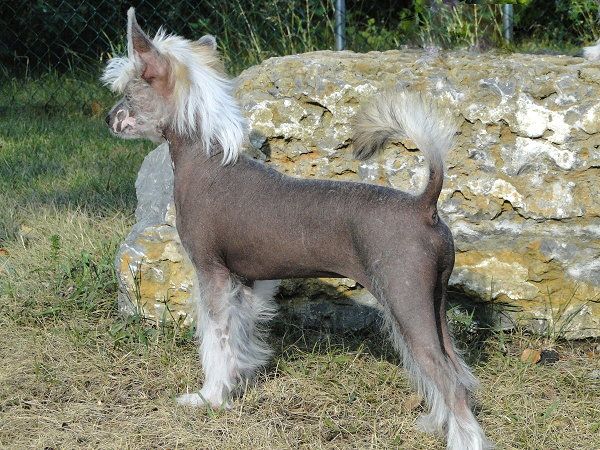 RaggleRocks Wolverine Stops The Show