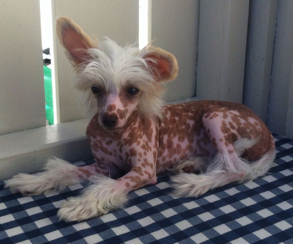 Absolute Souls Dream Fantasy