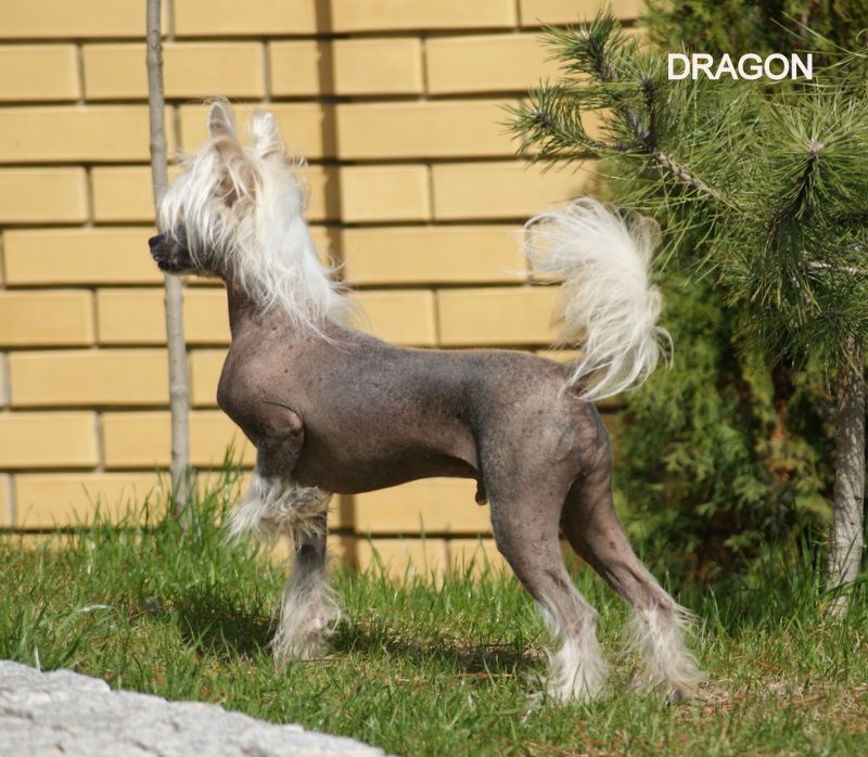 Shadow White Dark Dragon