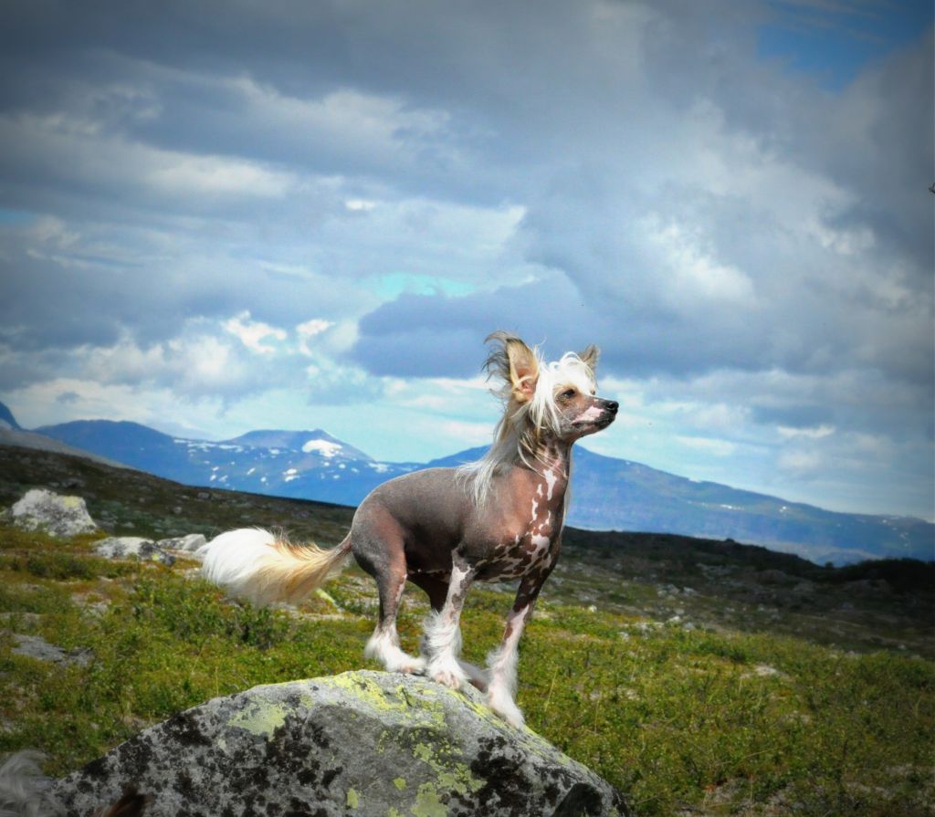 K9Madness Impressive Invincible