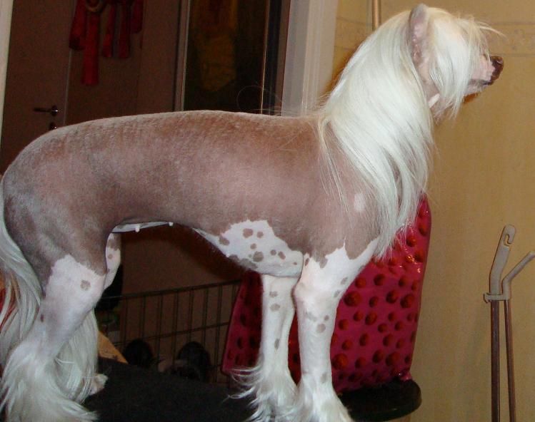 Belshaw's White Diamonds Sparkling