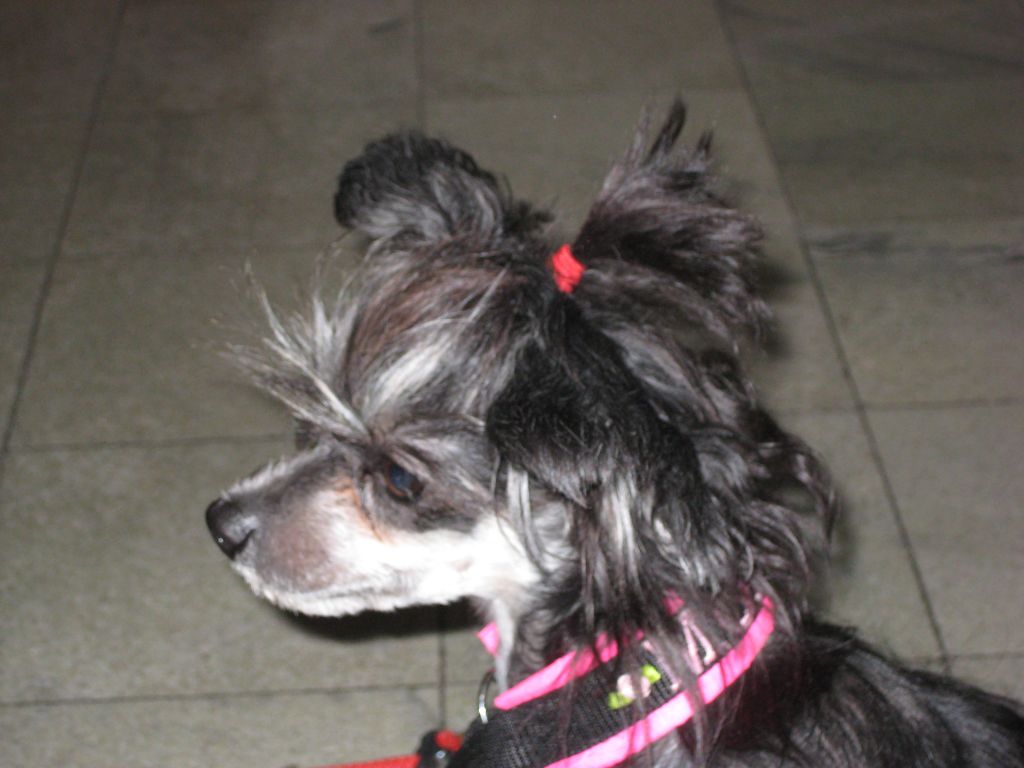 Wat Pho's Cassiopeia