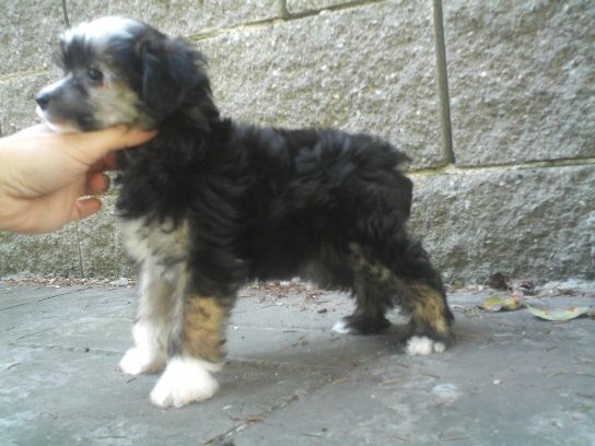 Ifigenia di Bruelle Al Maarii Sapphire