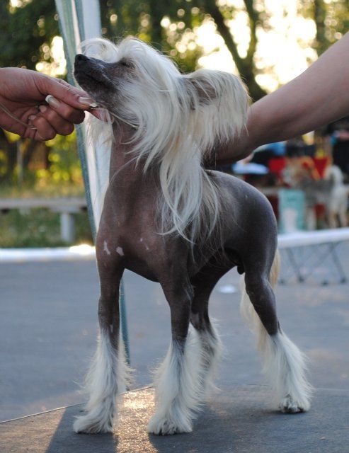 Stilnaya Shtychka Black of Channel