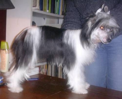 Sasquehanna Alegoria