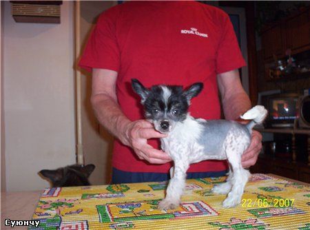 Kado Kitaiski Potselui Suyunchu