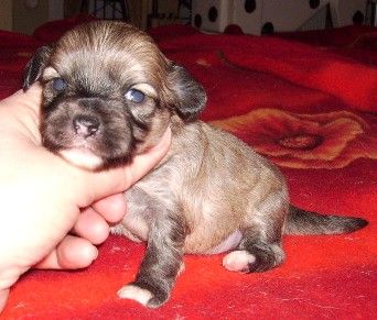 Pashmina de GabriTho