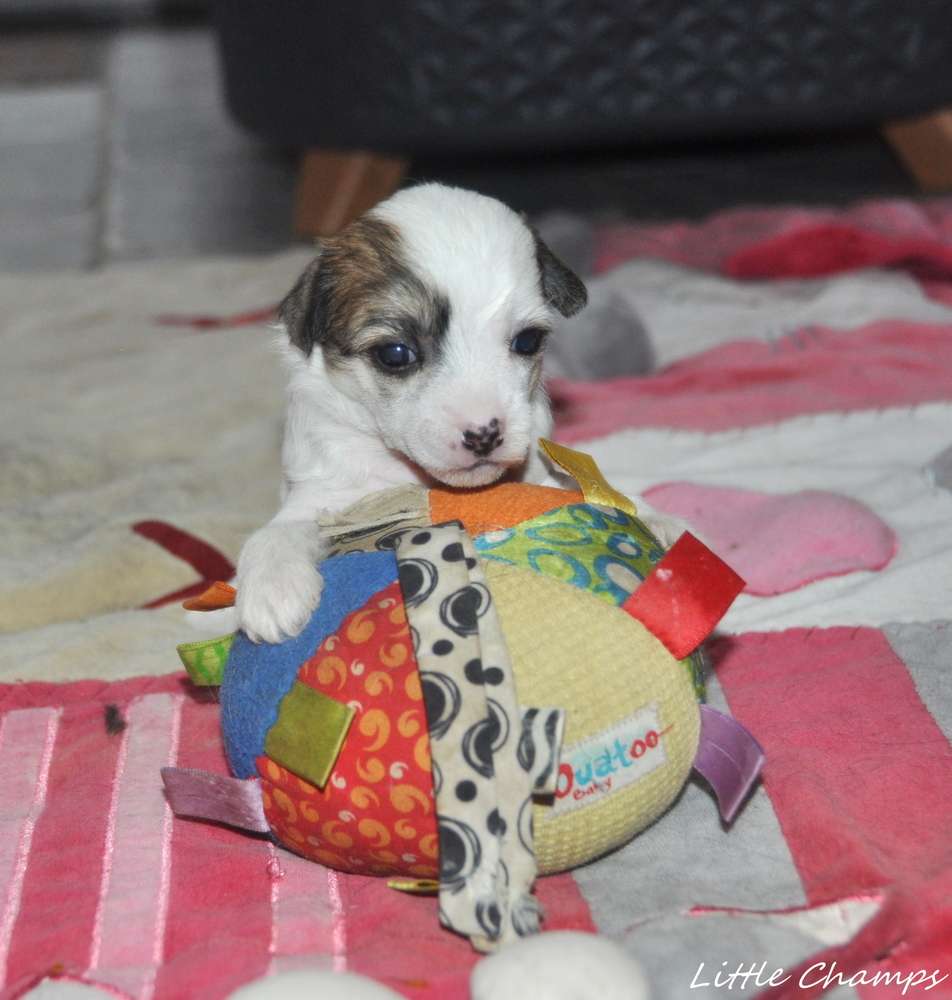 Tocade Little Champs