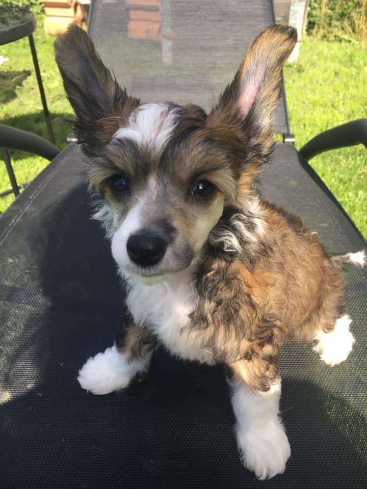 Concilio Innocent Warrior