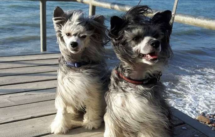 Chantré Rouge Star of Golden Lily