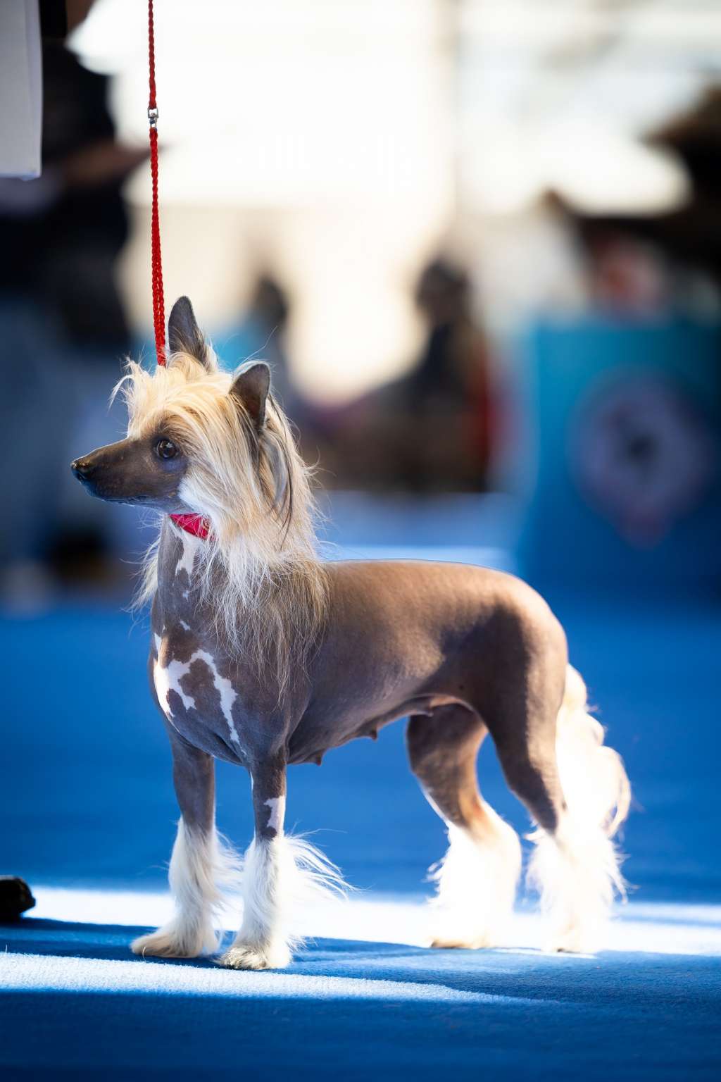 Dlaczego Taka Wyjatkowa Akizabo