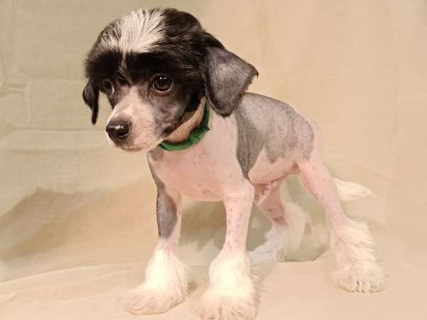 Andrakebyn's Prometheus Has It All