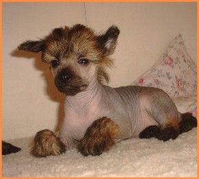 Rimabra's Light Of My Life