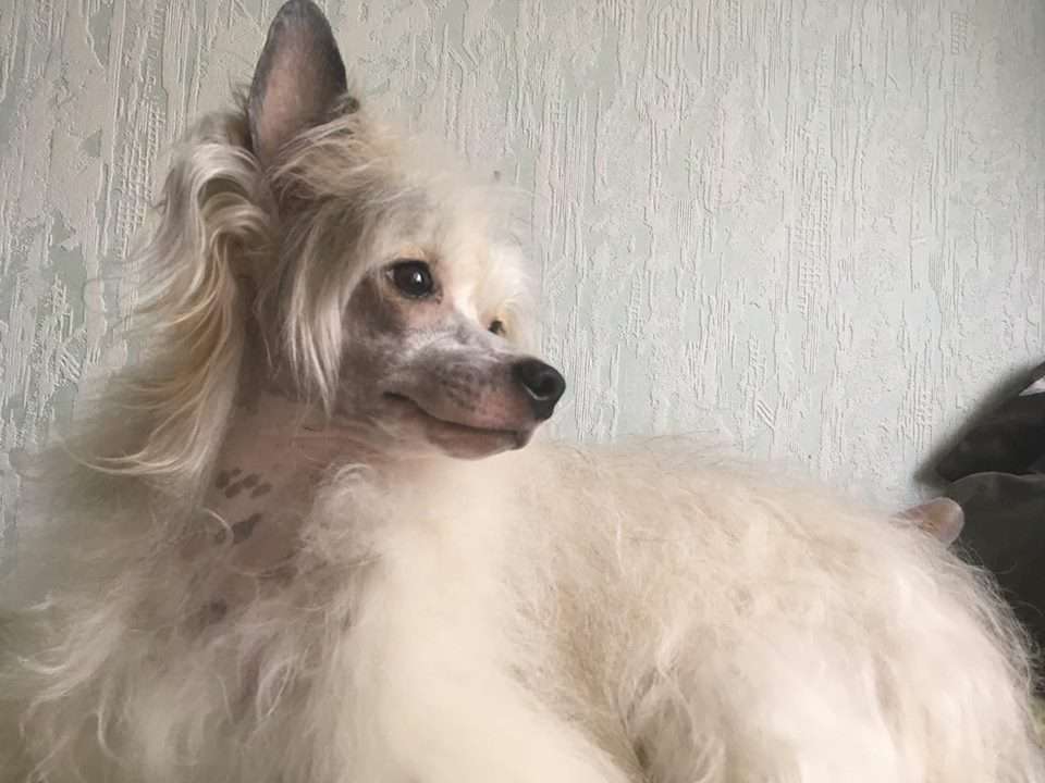 Beauty Dream Volangel