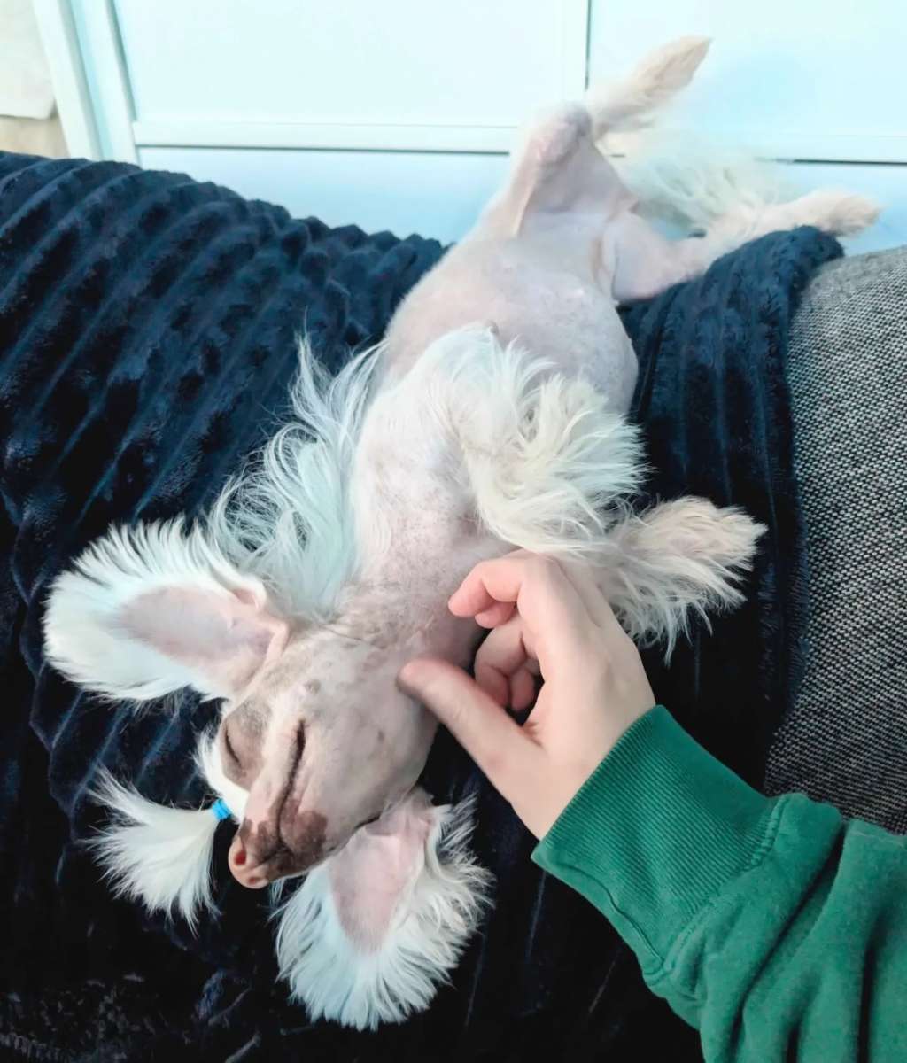 Leed's Infinity Viola Sterling