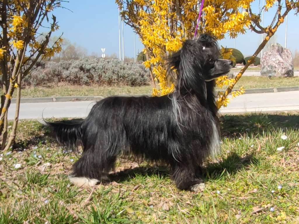 Polli Planet Of Dream