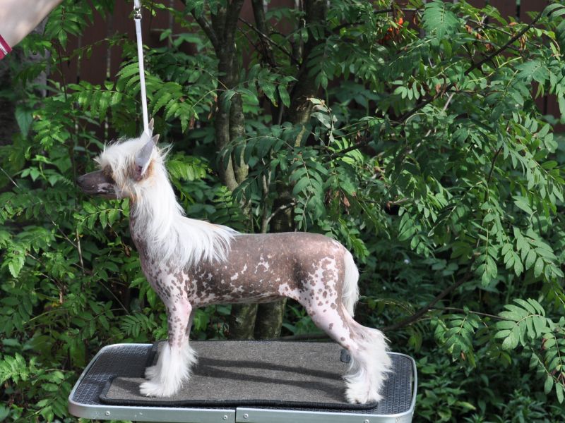 Zholesk Rise To The Sky