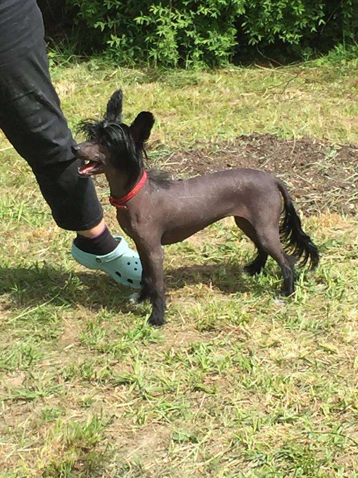 Little Dog Of Dream Janet Jackson