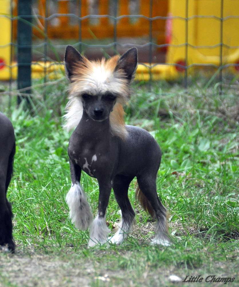 Oulala Little Champs