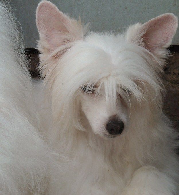 Snow And Smoke von Shinbashi