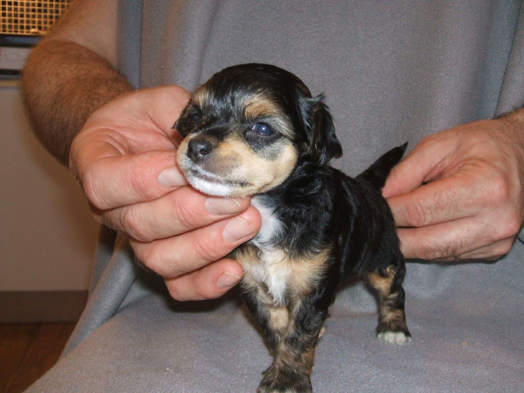 Zaffe's Carlo Patric