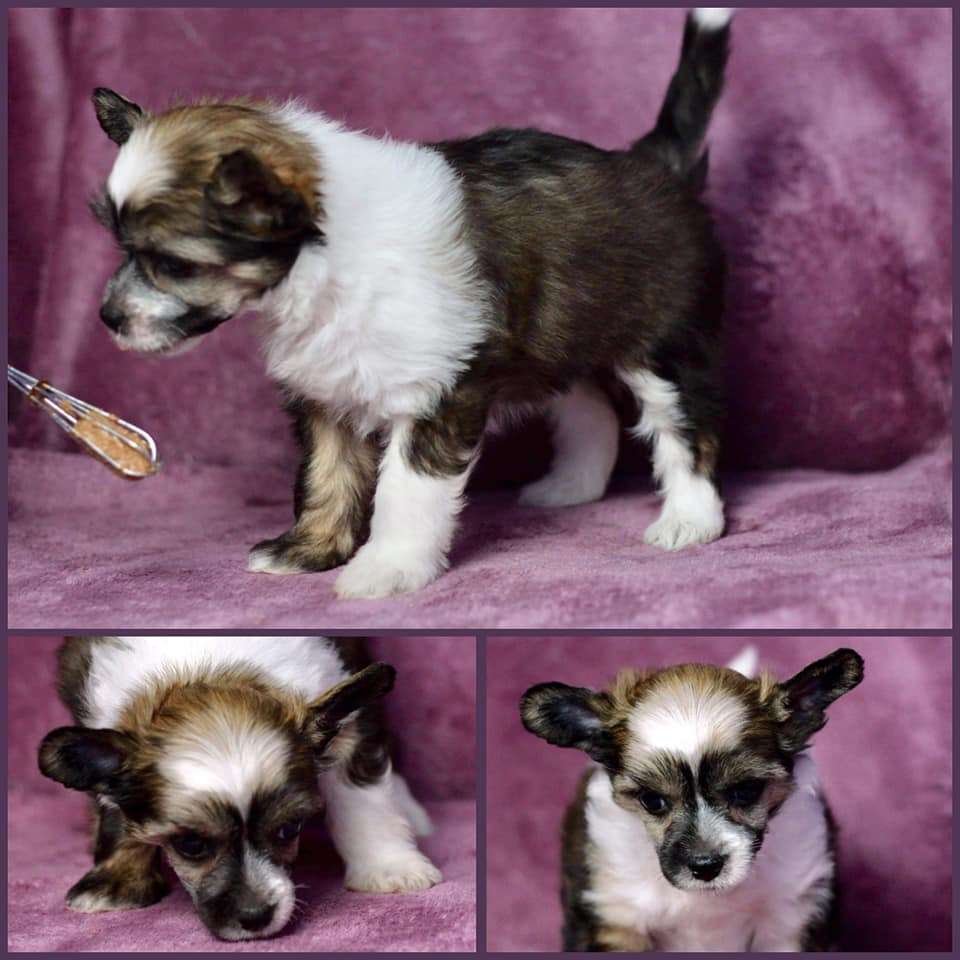 Beyesa's Stima Piedra