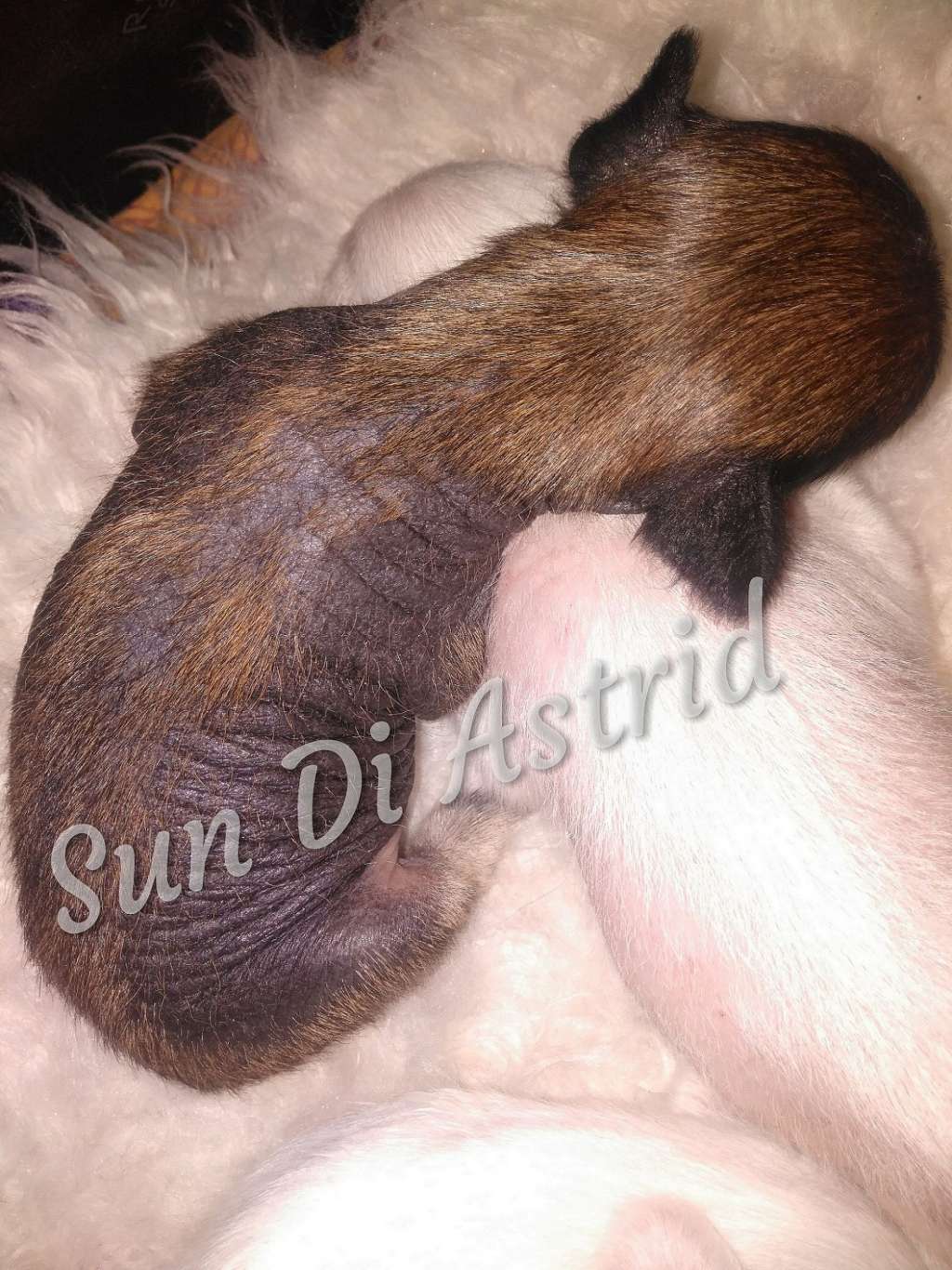 Arielle Sun Di Astrid