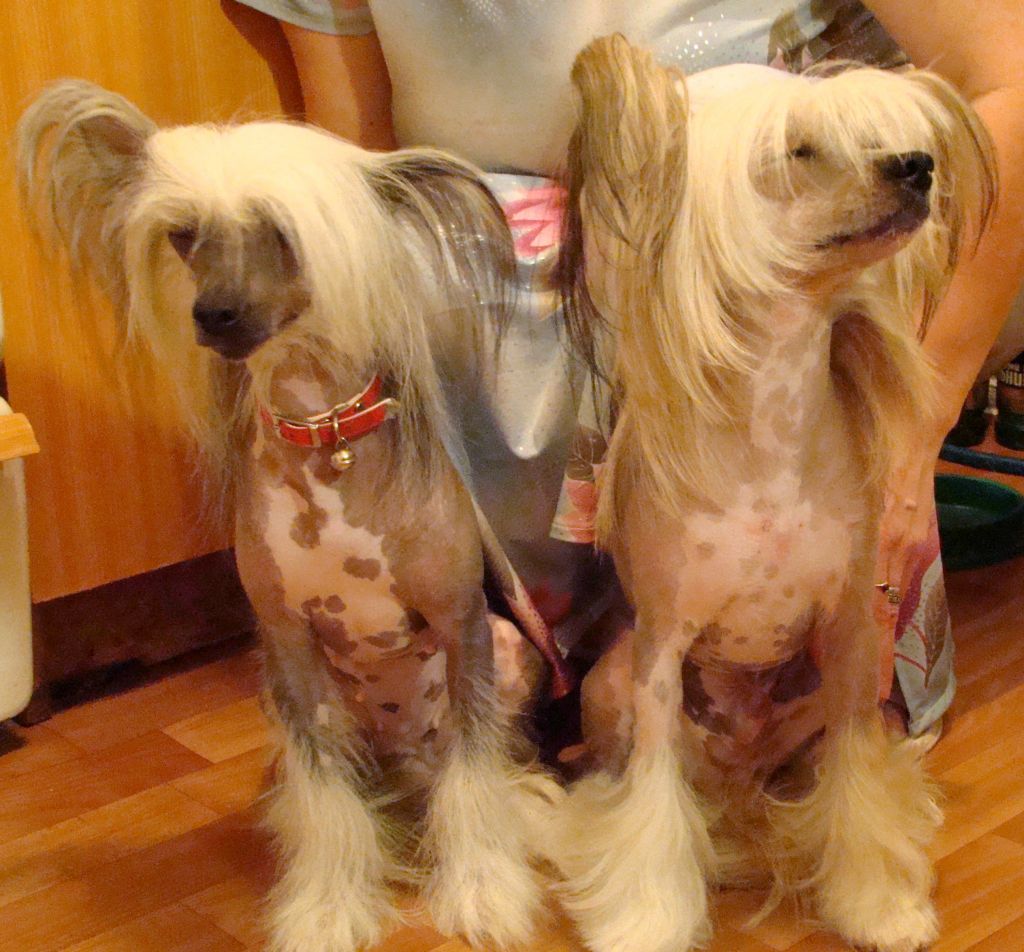 Kristal Yaniry  Biyra