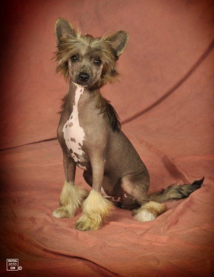 Huranjoy Top Model De Rama