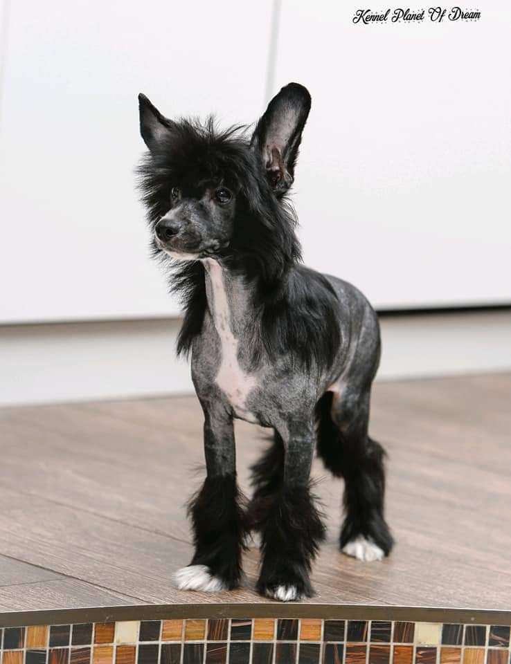 Jastin Planet Of Dream