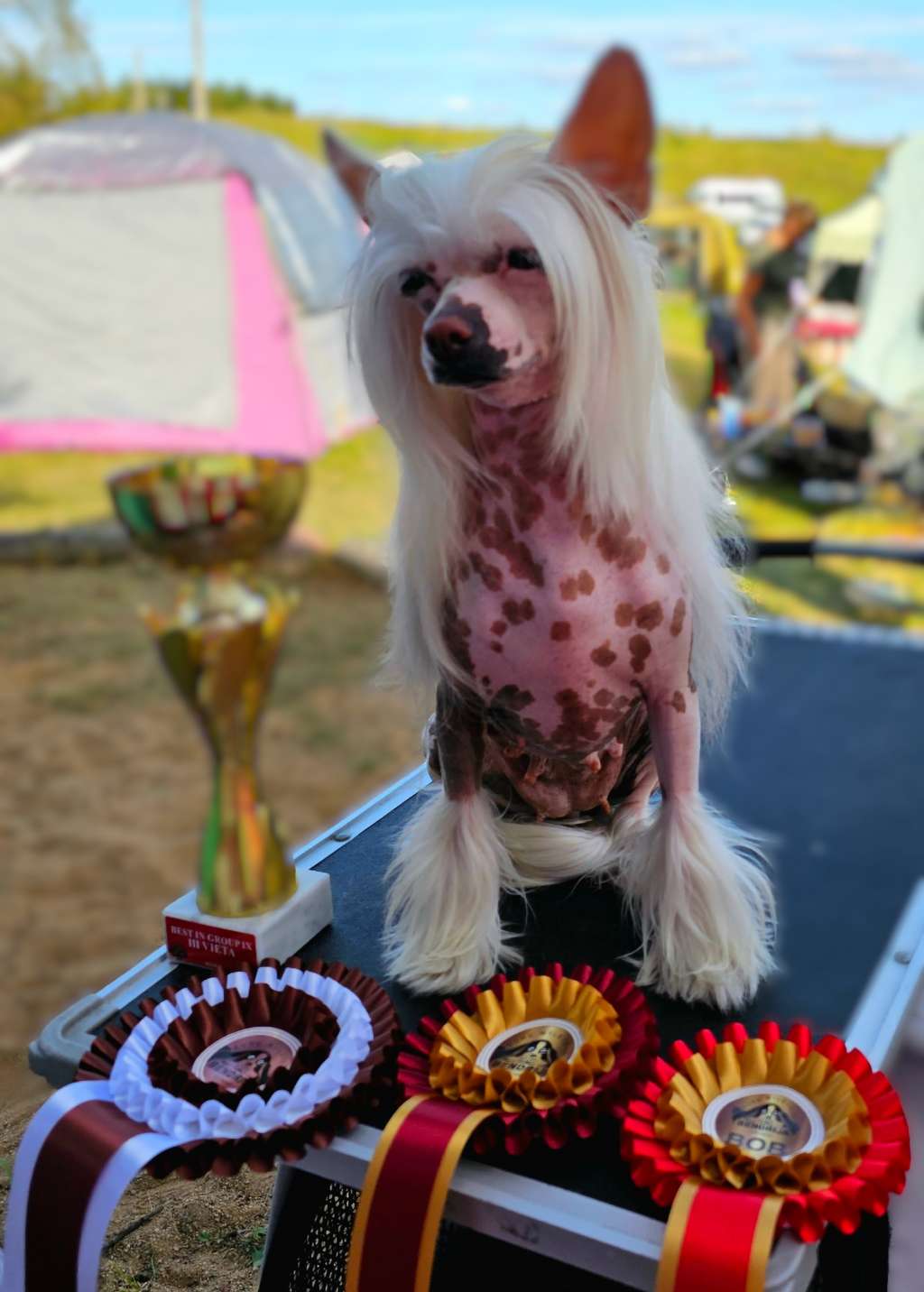 Fanfare For Blonde Gambitas