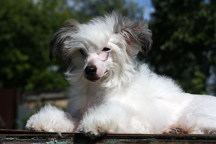 Lorita Star Bozhestvennyy Podarok