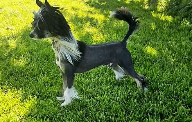 Jack's Black Panther