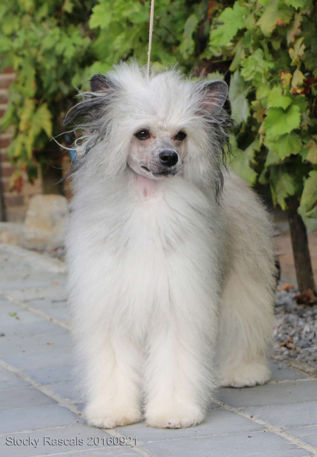 Stocky Rascals Night Shade by Sundawn