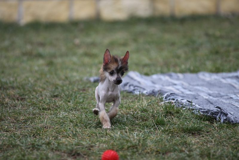 Look At Me Princes de la Roses