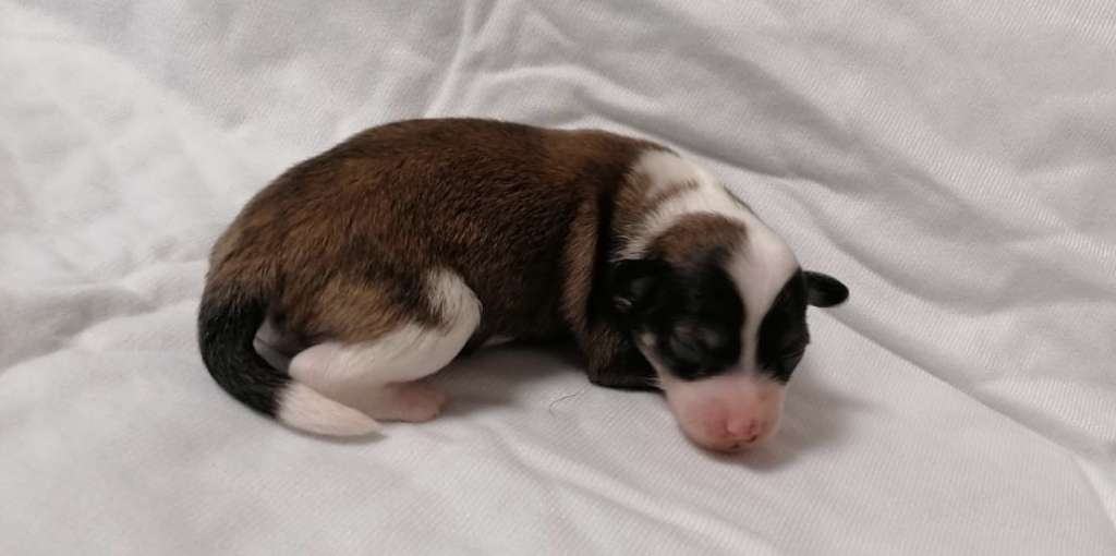 Family Song's  Dior J'adore