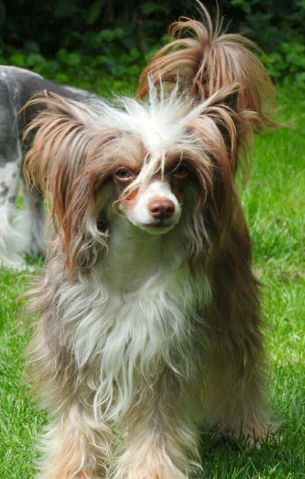 Fanfan Chocco Chips iz Clana Timurlana