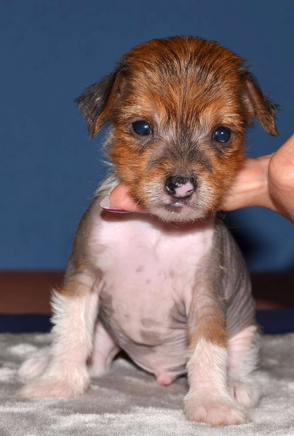 New Doug Garden Roses