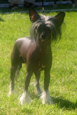 Cronhammar's Good Luck Charm