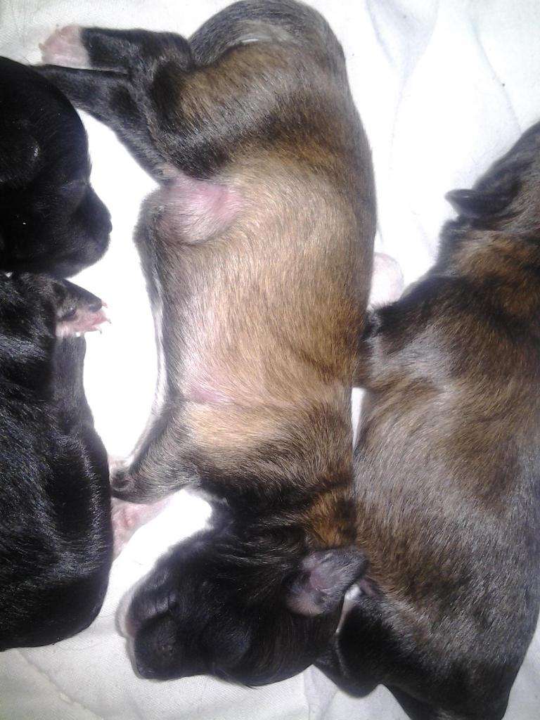 Oromuson If I Were A Ruby