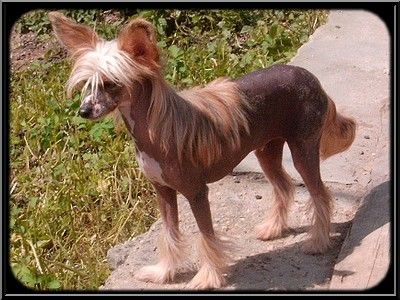 Charlotta Kalis z Treste