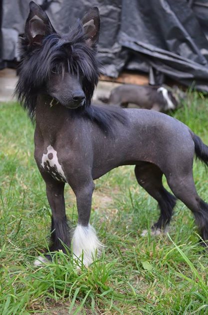 Especialy For You Onychinus