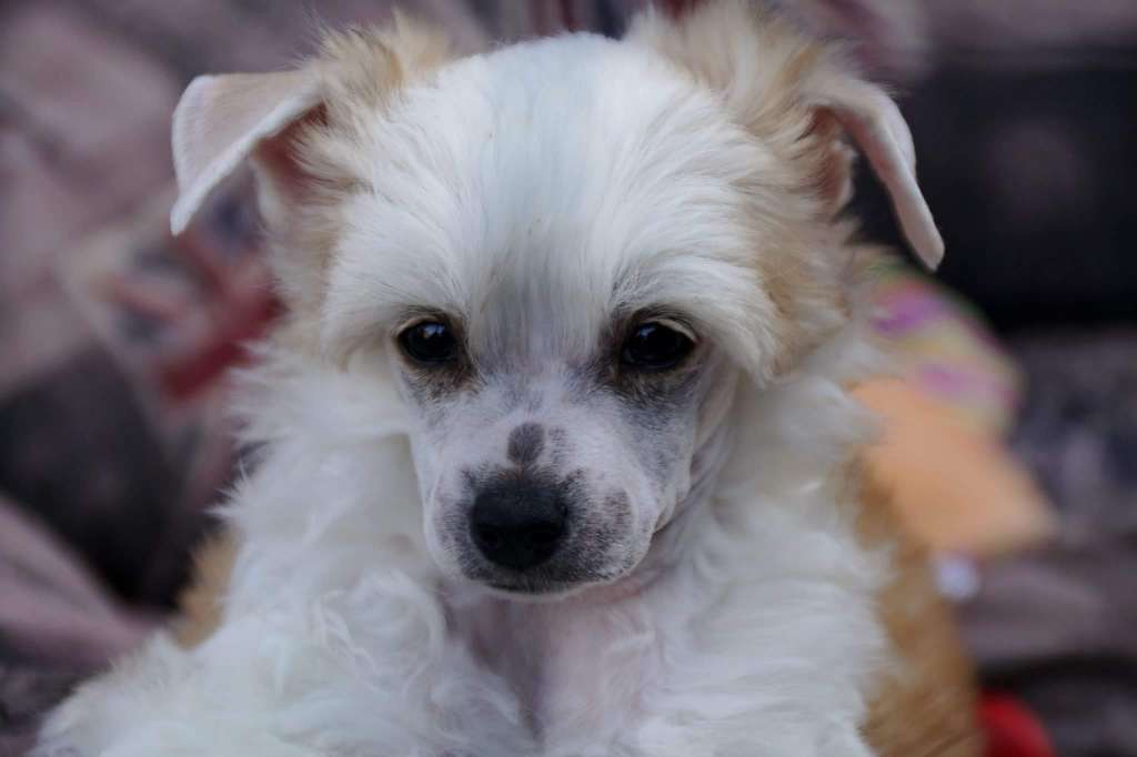 Chichiripa Despiteful Herb Overkill