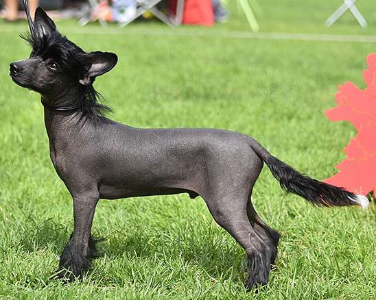 Xodix Grace Of Chamuel