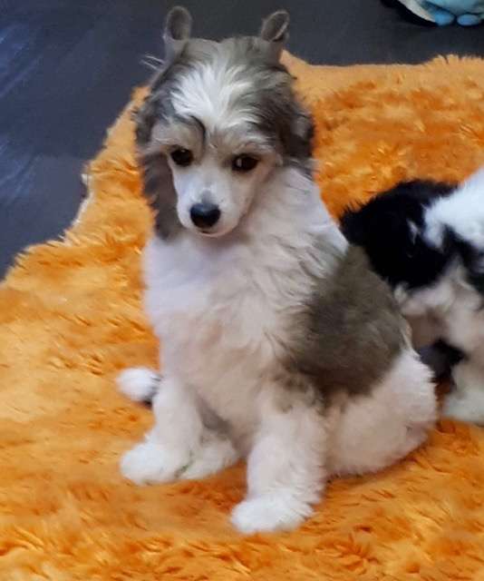 Paperback Writer Of Pastime Paradise