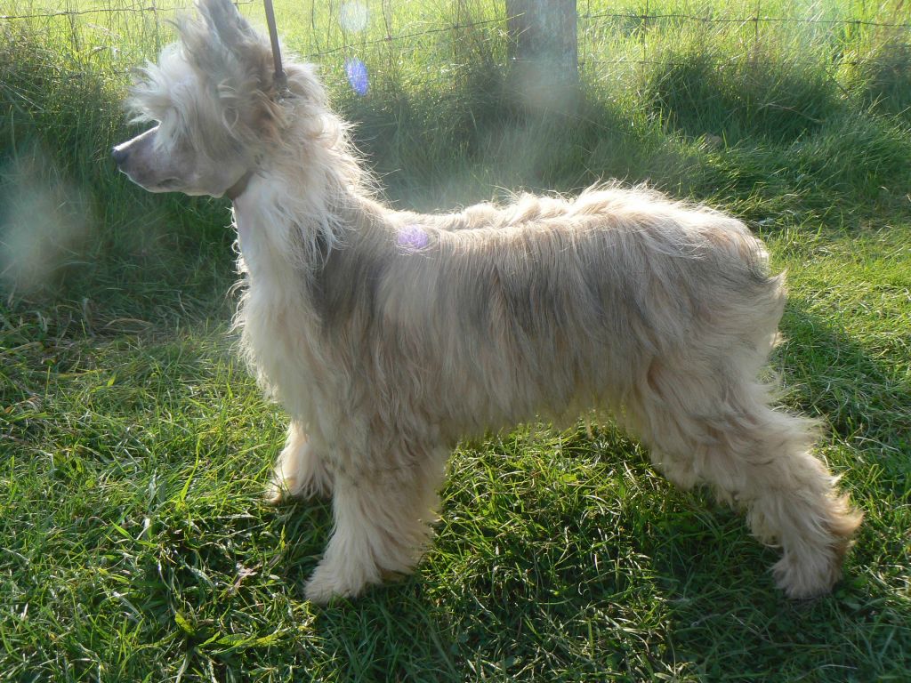 Doucai's  The Seductress