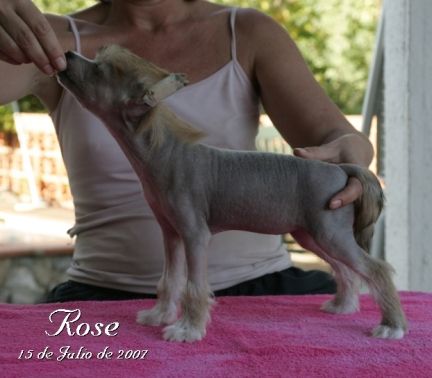 Guns 'N' Roses Della Castafiore