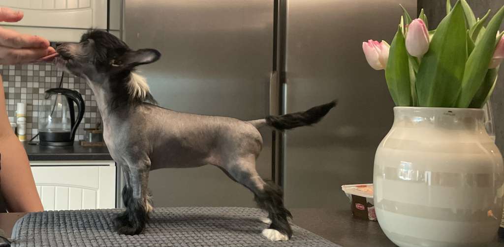 Nomilas Sweet Caroline