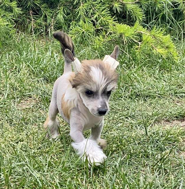 What A Troublemaker von Shinbashi