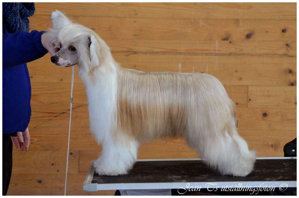 Angel Sprinkle's Bend Over